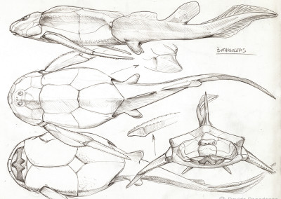 BOTHRIOLEPIS STUDY - Pencil - 2008 - Scientific supervisors Cristiano Dal Sasso and Simone Maganuco