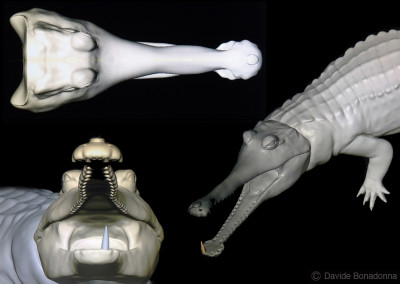 ELOSUCHUS - “Dinosaurs in the Flesh” traveling exhibition - ClayTools - 2015 - Scientific supervisor: Simone Maganuco