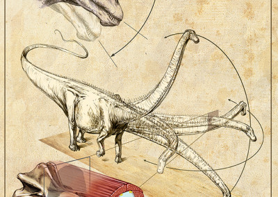 DIPLODOCUS NECK - Diplodocus poster for Museo Geologico Capellini (BO, Italy) - Pencil and digital - 2009 - Scientific supervisor: Simone Maganuco Design: Andrea Pirondini