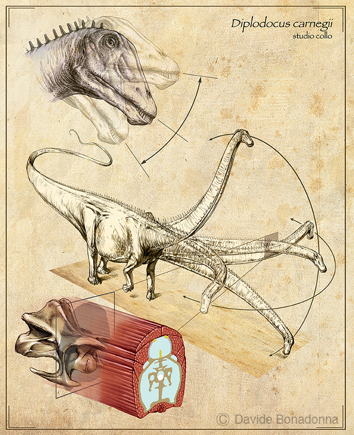 05-Diplodocus-neck.jpg