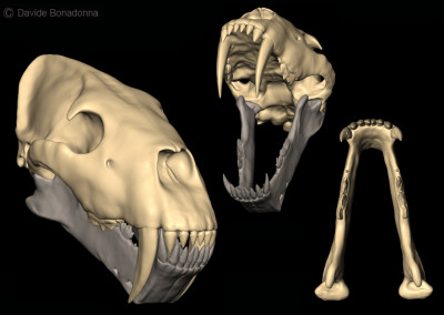 HOMOTHERIUM - ClayTools - 2012  - Scientific supervisor: Lorenzo Rook