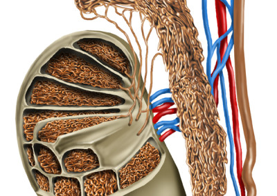 TESTICLE - Digital 2008 –“Health Enciclopedia”, RCS