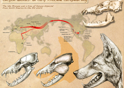 EUCYON HEAD RECONSTRUCTION - Geodiversitas Magazine vol 31, Paris - Pencil and digital 2009 - Scientific supervisor: Lorenzo Rook