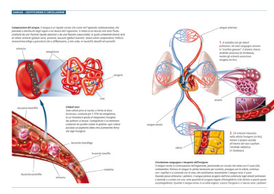 BLOOD - Digital 2007 – “Medical Enciclopedia from A to Z”, Deagostini-La Repubblica