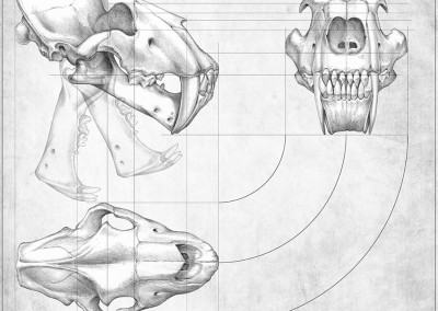 HOMOTHERIUM SKULL VIEWS - Pencil - 2012 - Scientific supervisor: Lorenzo Rook