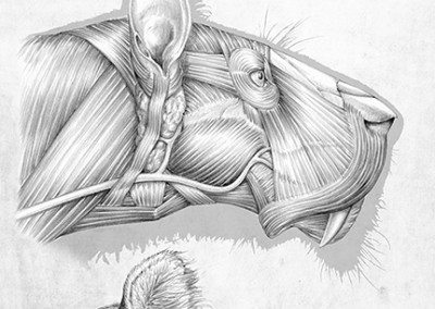 HOMOTHERIUM HEAD RECONSTRUCTION - Pencil - 2012 - Scientific supervisor: Lorenzo Rook