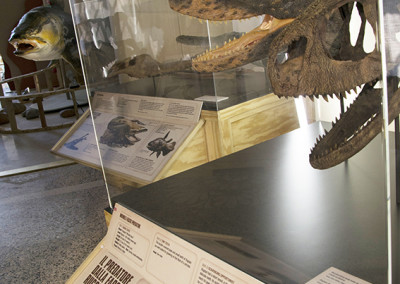 “SPINOSAURUS: Lost Giant of Cretaceous” - Traveling Exhibition