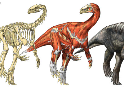 PLATEOSAURUS RECONSTRUCTION - MUSE Museum (TR, Italy) - Pencil and digital - 2013 - Scientific supervisor: Massimo Bernardi