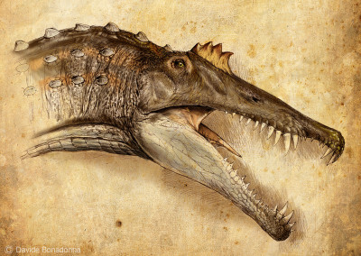 SPINOSAURUS HEAD PROFILE - Pencil and digital - 2012 - Scientific supervisor: Simone Maganuco