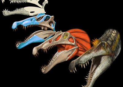 SPINOSAURUS HEAD RECONSTRUCTION  - National Geographic exhibition “Spinosaurus - Lost Giants of Cretaceous” - Digital - 2014 - Scientific supervisor: Simone Maganuco