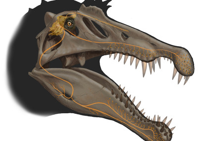 SPINOSAURUS TRIGEMINAL NERVE - National Geographic exhibition “Spinosaurus - Lost Giants of Cretaceous” - Digital - 2014 - Scientific supervisor: Simone Maganuco and Cristiano Dal Sasso