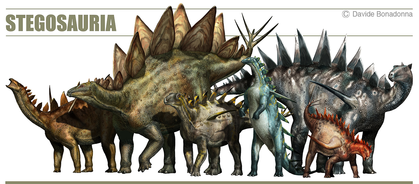25-Stegosauria.jpg