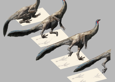 STRUTHIOMIMUS FOOTPRINTS SEQUENCE - Digital - 2015 - Scientific supervisors: Marco Romano, Paolo Citton and Simone Maganuco